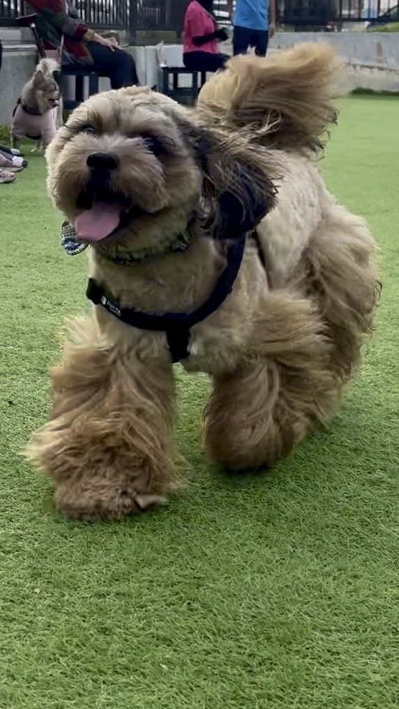 我が家の愛犬・ペキプーのぽん